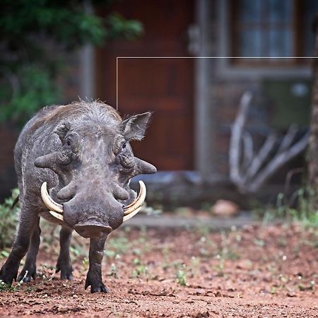 Tusk Bush Lodge Marloth Park Eksteriør billede