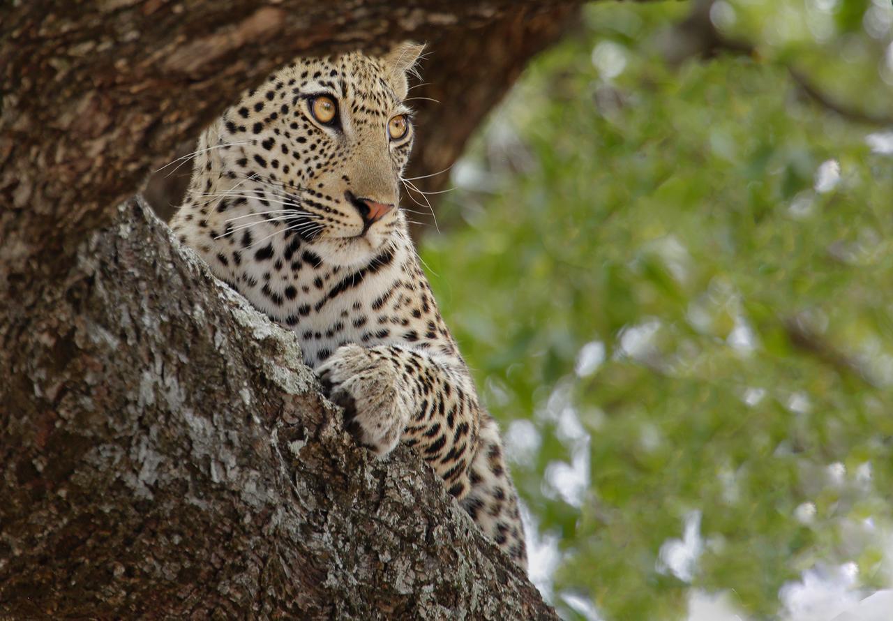 Tusk Bush Lodge Marloth Park Eksteriør billede
