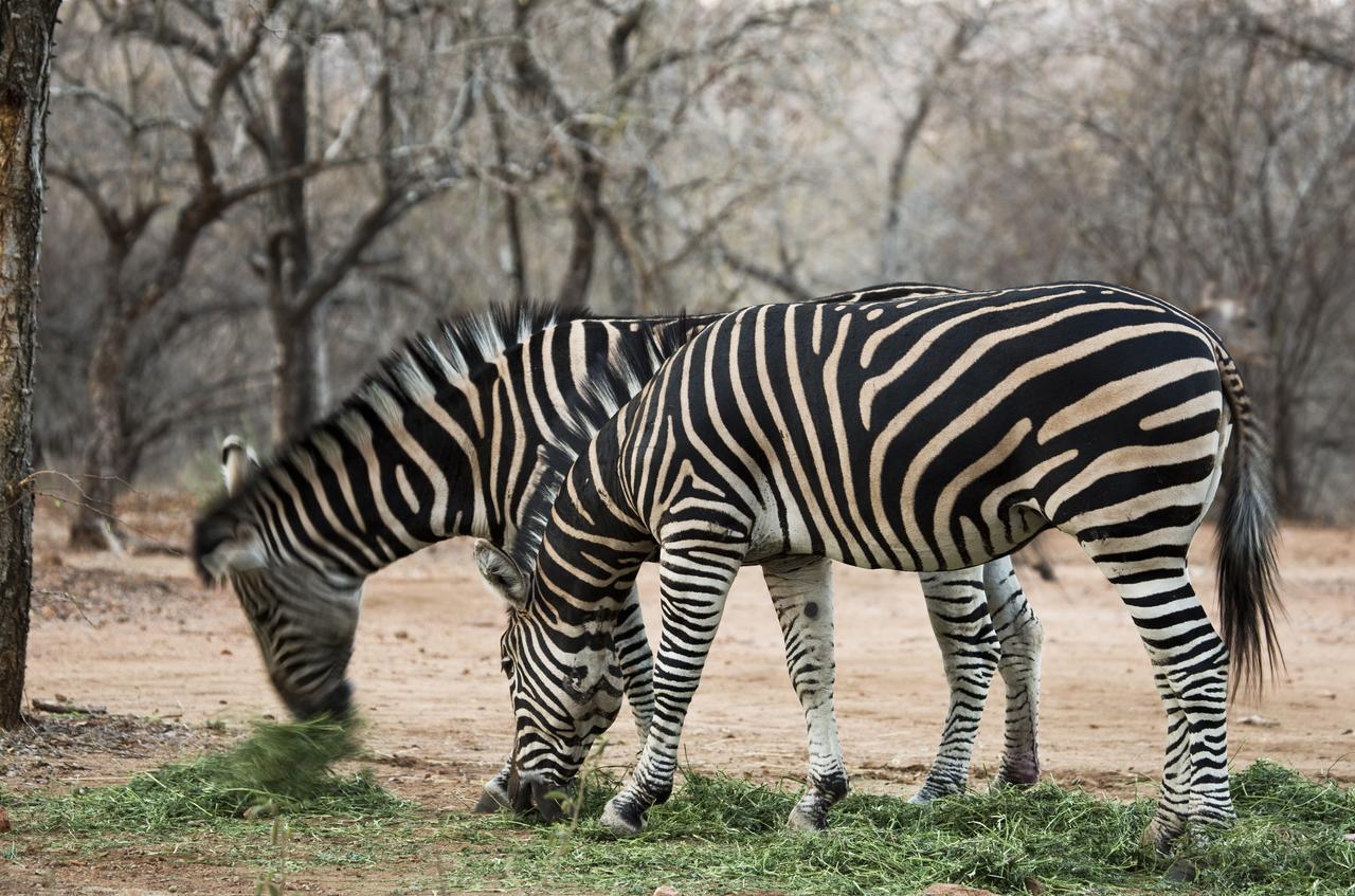Tusk Bush Lodge Marloth Park Eksteriør billede