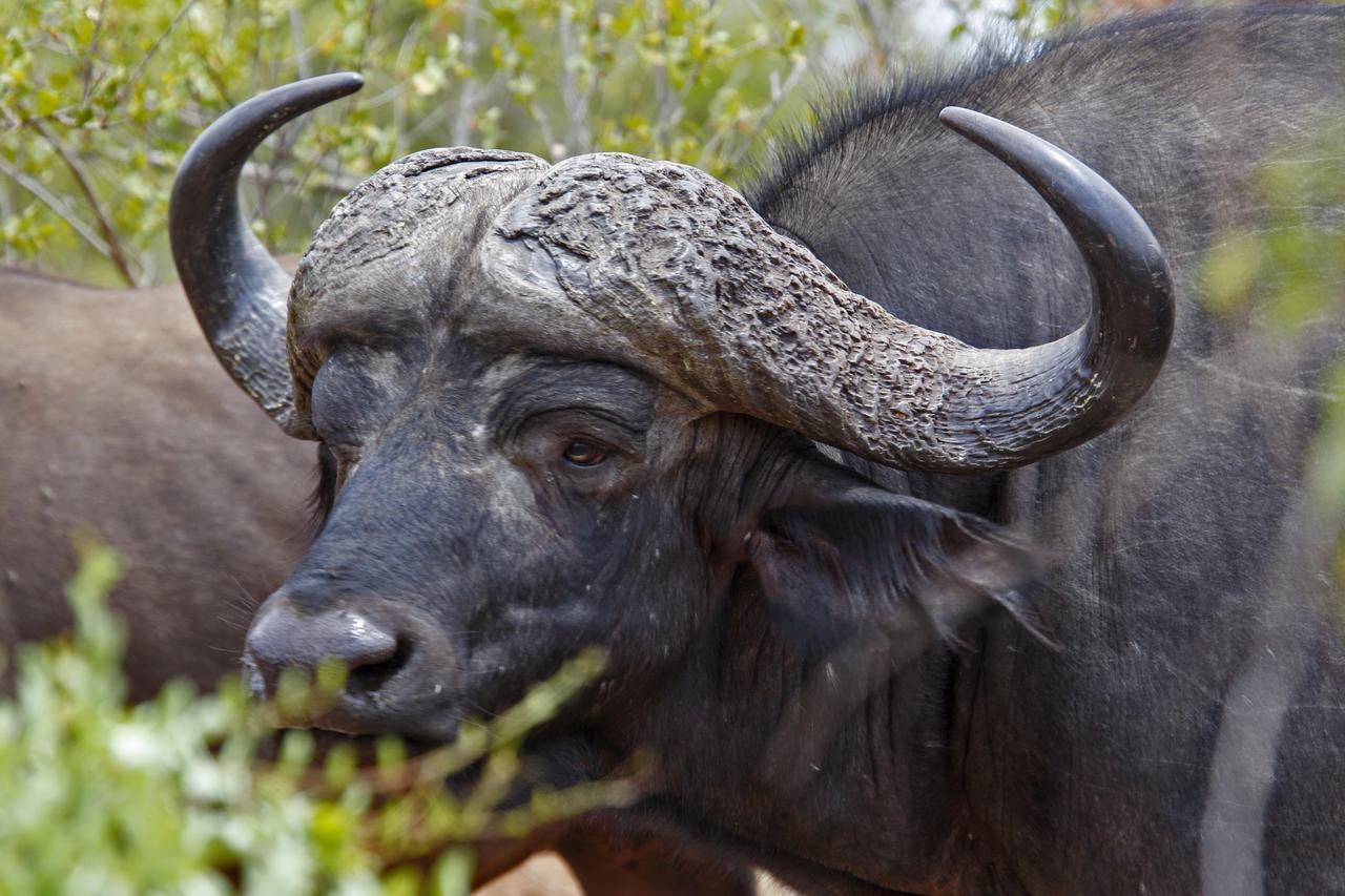 Tusk Bush Lodge Marloth Park Eksteriør billede
