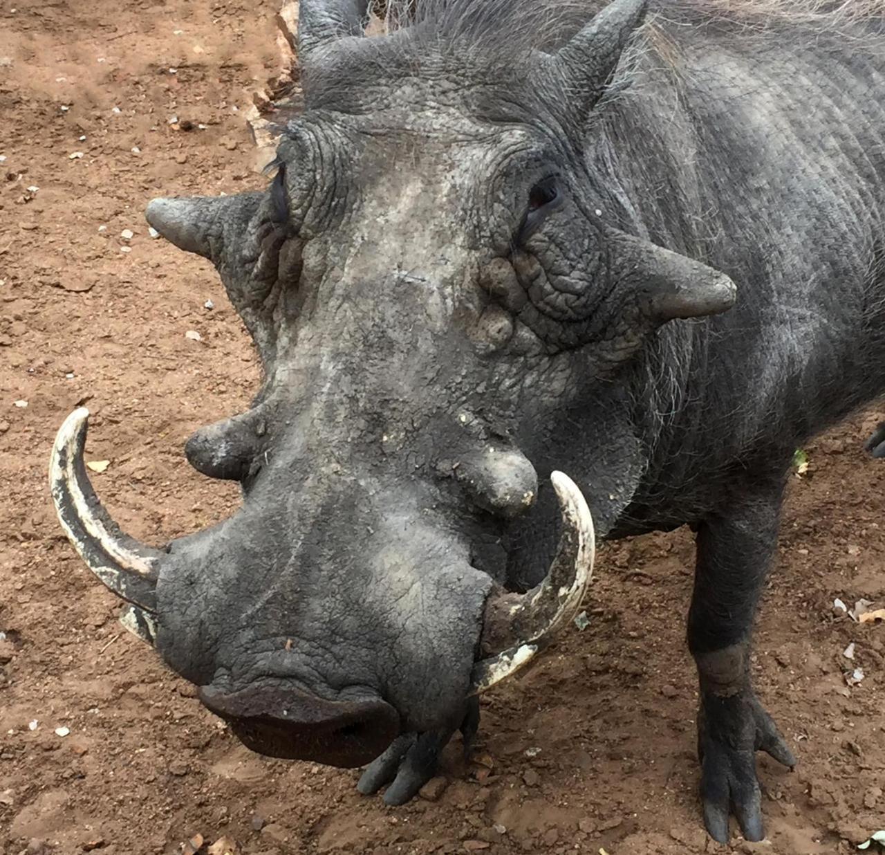 Tusk Bush Lodge Marloth Park Eksteriør billede