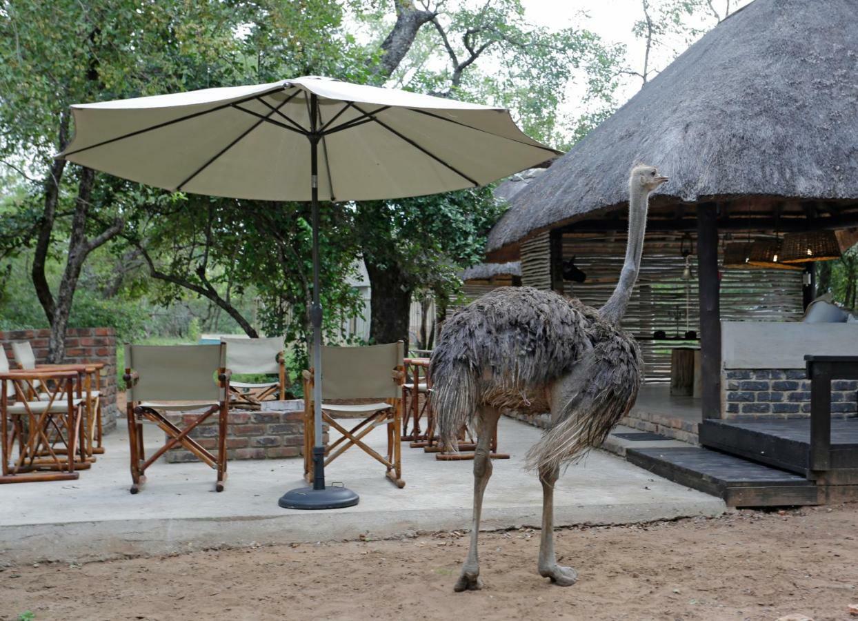 Tusk Bush Lodge Marloth Park Eksteriør billede