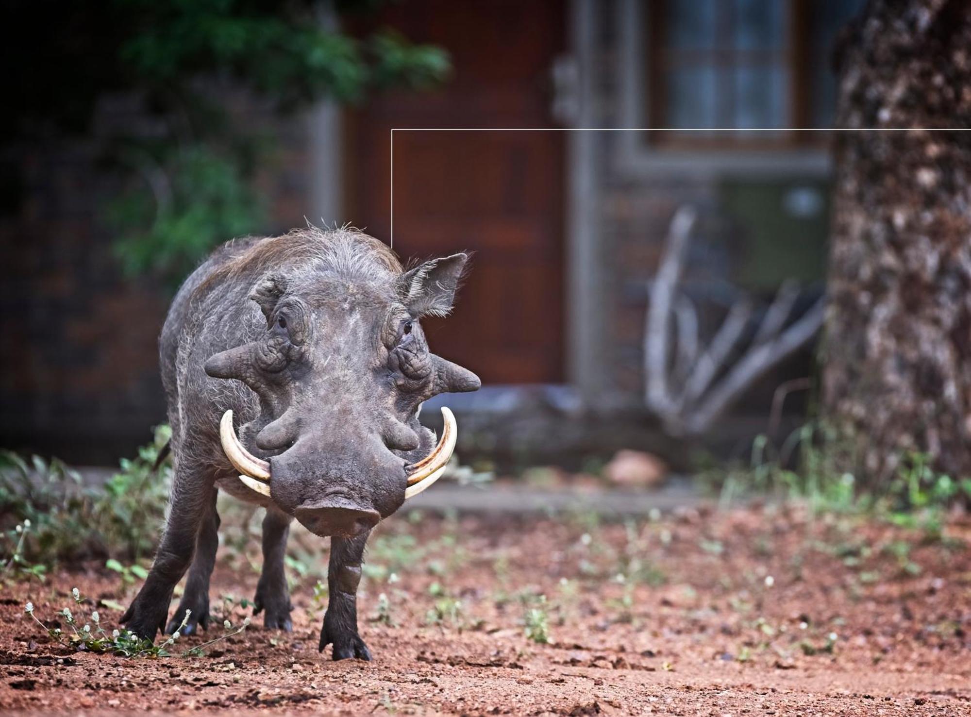Tusk Bush Lodge Marloth Park Eksteriør billede