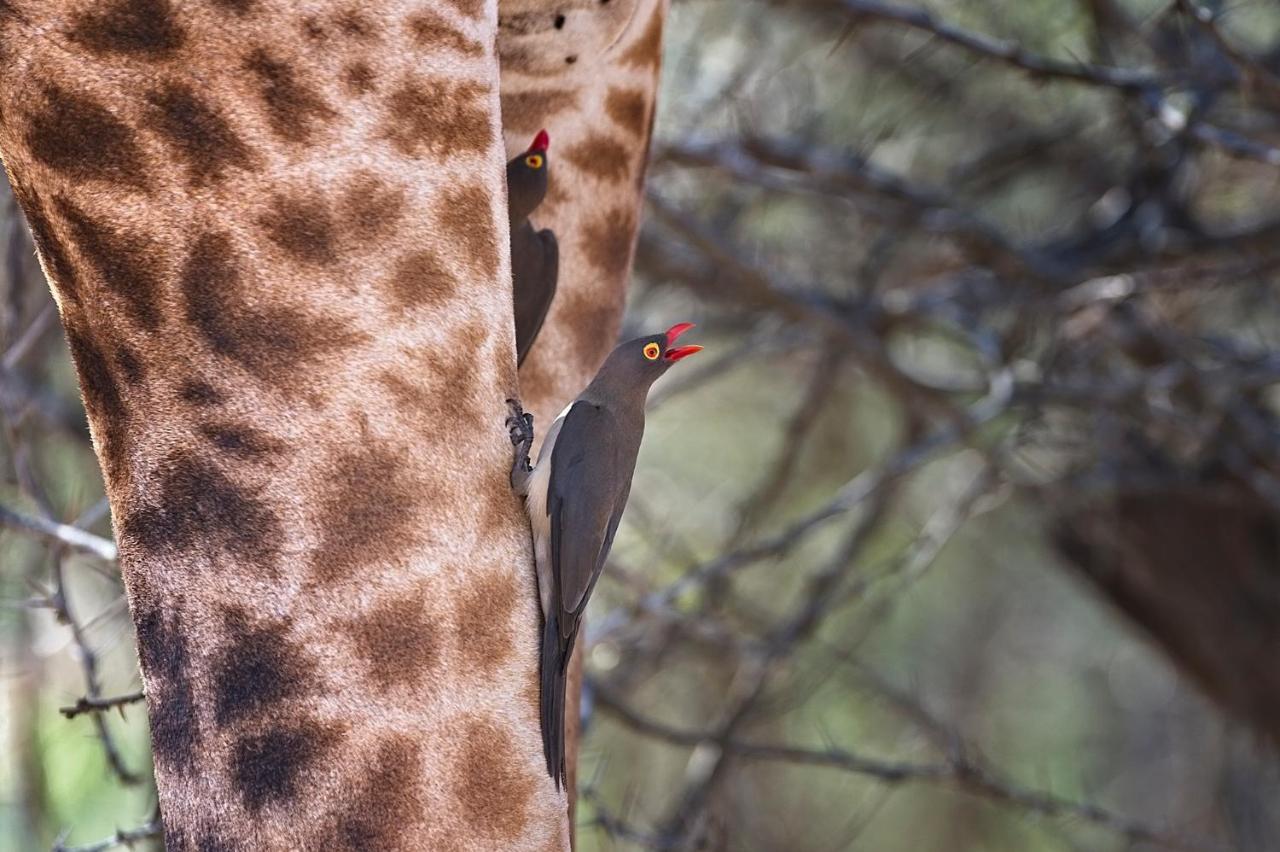 Tusk Bush Lodge Marloth Park Eksteriør billede