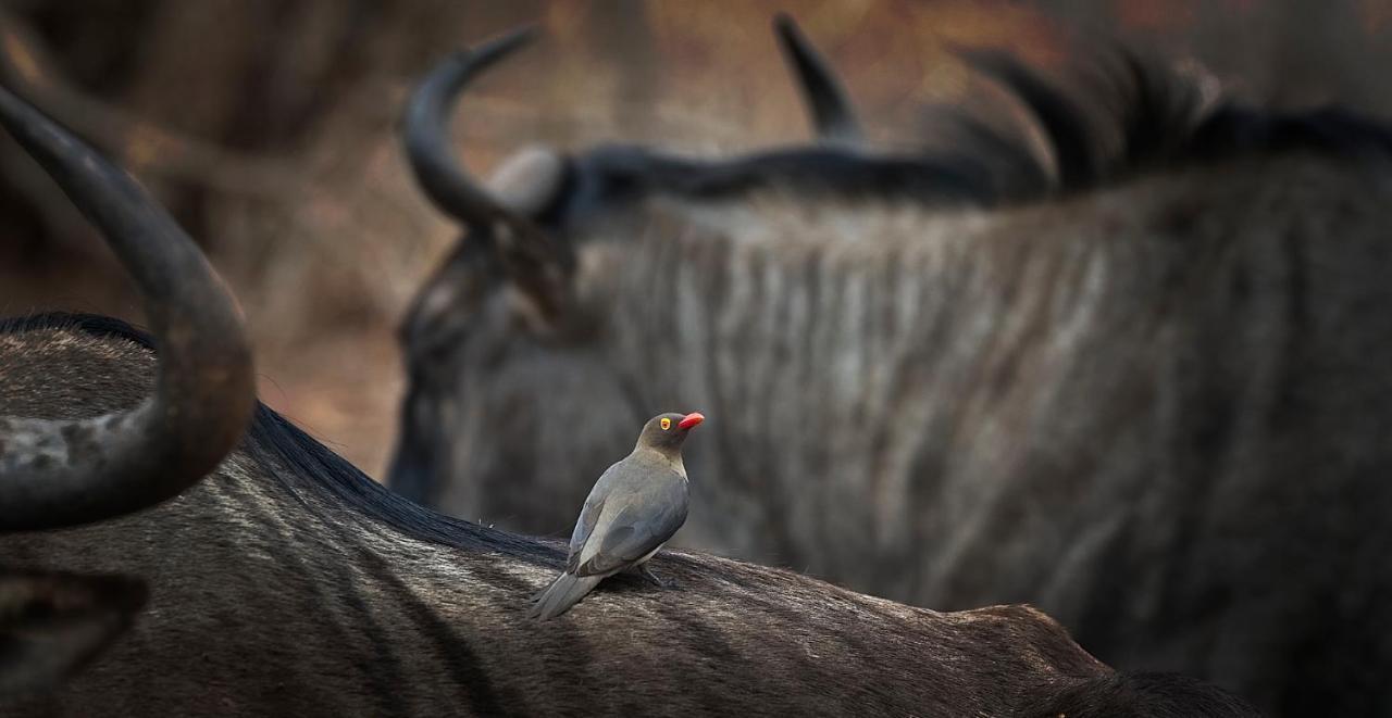 Tusk Bush Lodge Marloth Park Eksteriør billede