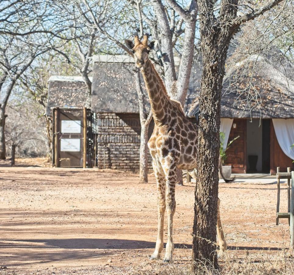 Tusk Bush Lodge Marloth Park Eksteriør billede