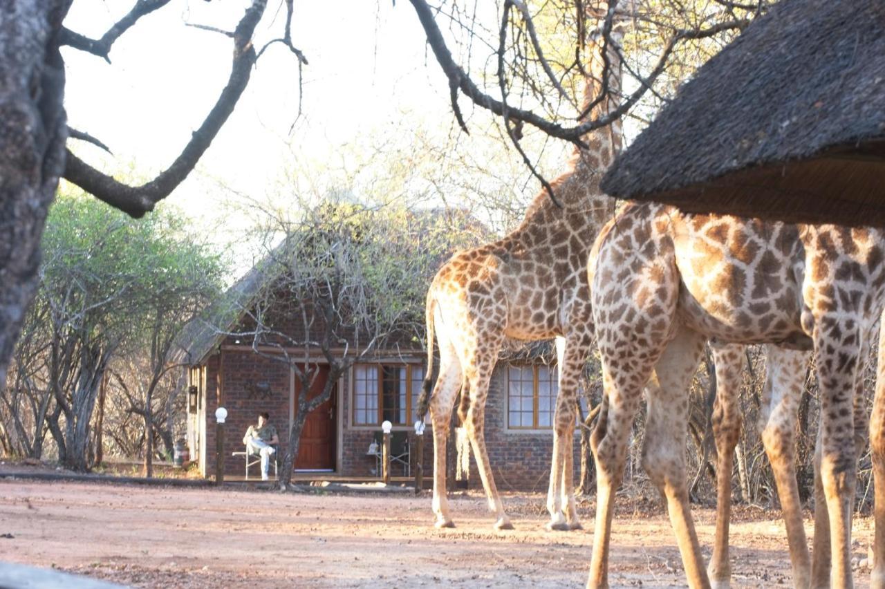 Tusk Bush Lodge Marloth Park Eksteriør billede